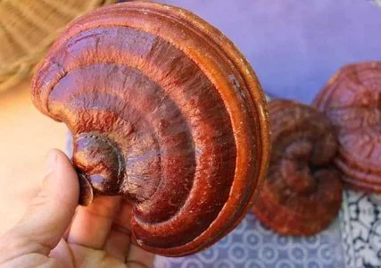 طرز استفاده از قارچ گانودرما