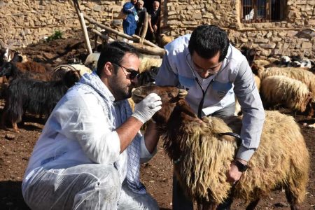 واکسیناسیون 800 هزار راس گوسفند در شهرستان رزن - خبرگزاری تینو مدرن | اخبار ایران و جهان