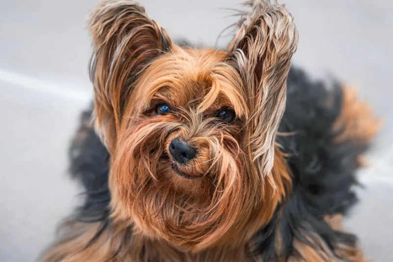 گزارش تصویری بهترین لحظات حیوانات خانگی را ثبت کنید!