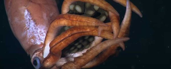 ماهی مرکب غول پیکر با تخم هایی در دست در دام دوربین ها افتاد/ فیلم