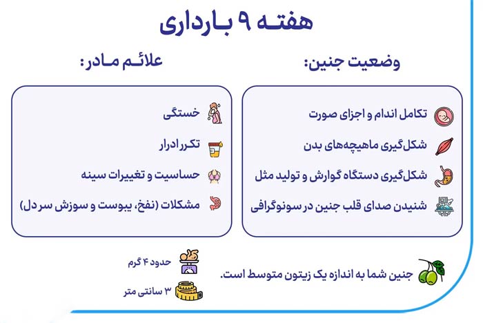 هفته نهم بارداری + وضعیت جنین و علائم مادر در هفته نهم بارداری