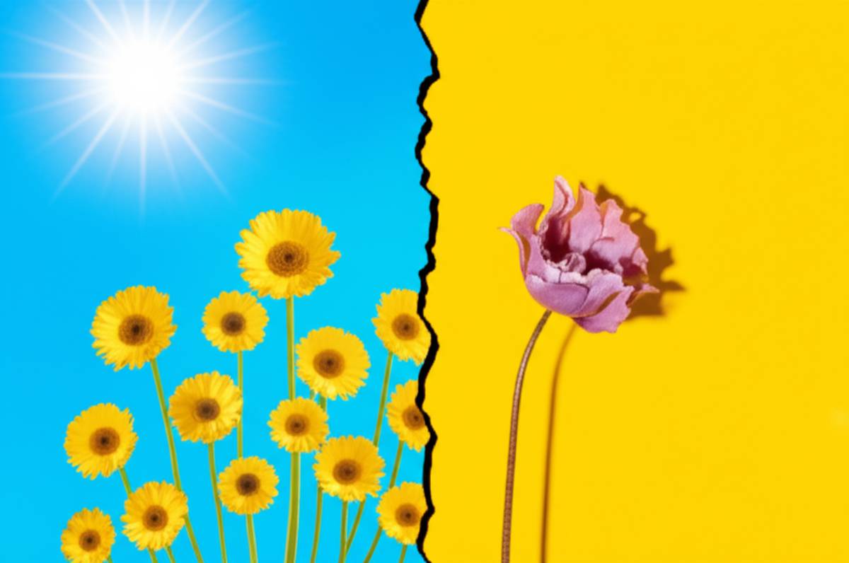 خلاصه کتاب مثبت اندیشی سمی (وتینی گودمن) | راهنمای کامل
