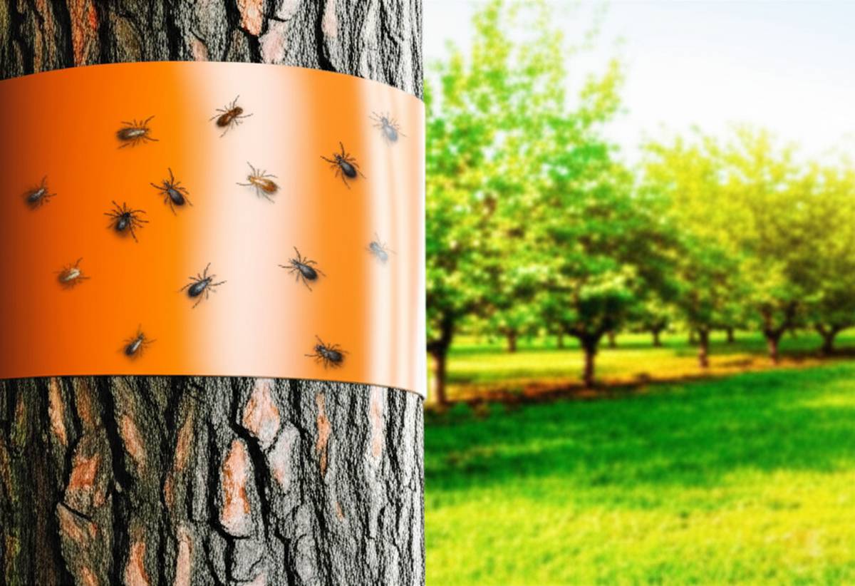 کشتن آفات درختان با چسب نواری